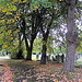 Autumn in Brockley Cemetery 1