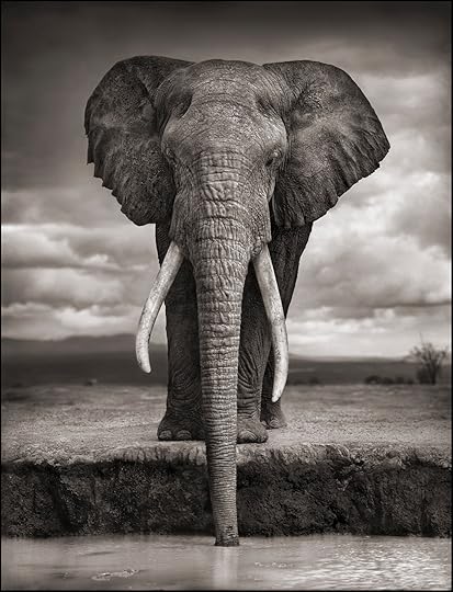 An elephant by water