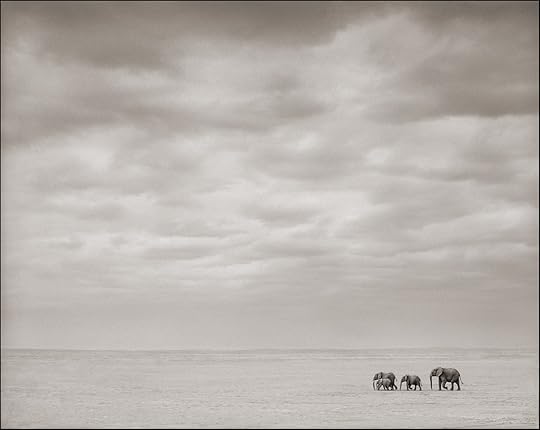 Elephants walking in the distance