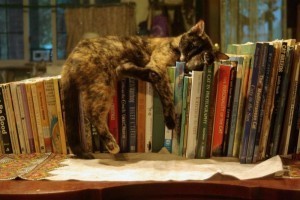 cat_sleeping_on_books