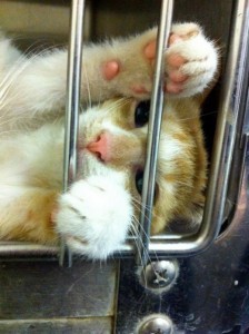 cat in shelter cage