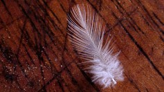 Feather