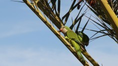 Parrots grabbing dades in a palm tree
