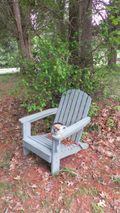 SAMSUNG DIGITAL CAMERA