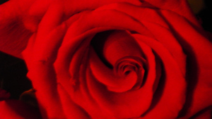 SAMSUNG DIGITAL CAMERA