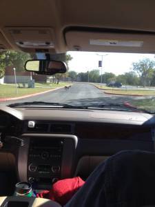 deer in road