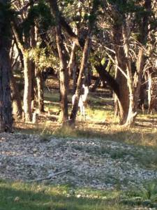 pretty deer