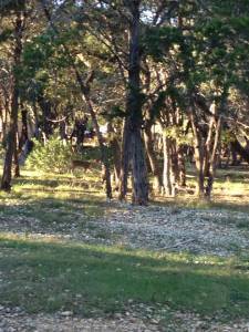 deer in back
