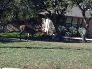 deer in yard close up