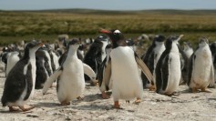 Gento Penguins on Falklands/Malvinas Islands. Photo by chrispearson72 at FlickR