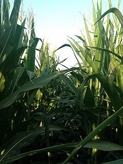Field of Corn