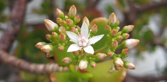 Jade_1736 by Rosa Say