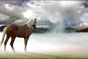 horse in mist