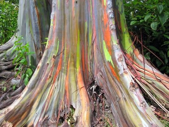 Rainbow Gum 4