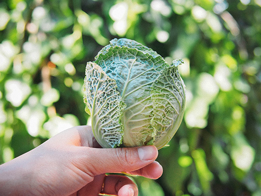 Taking care of your urban farm while you're traveling