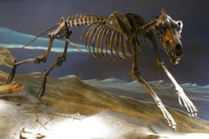 Run, dire wolf skeleton, run! 