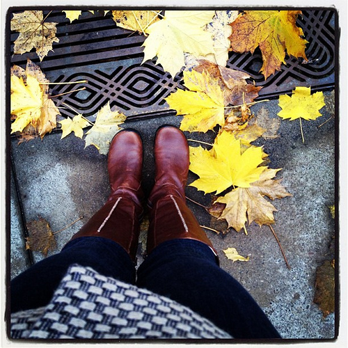 Last yellow leaves if the season.