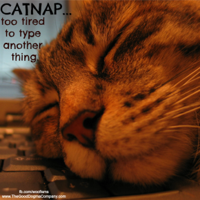 catnapIMG_2985-1