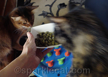 Okay, we may have eaten a couple before my human put them in there. Couple being another word for bunches