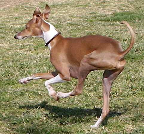 Whippet_Image