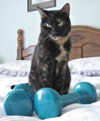cat_exercise