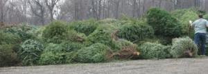 xmas tree