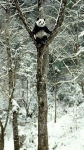 snow panda