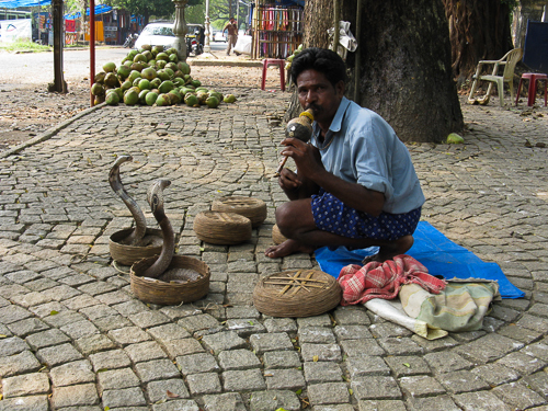 Snake Charmer