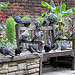 Pigeons in the City
