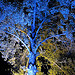 The blue tree