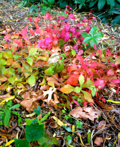 leaves