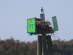 osprey nest