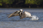 Pelican