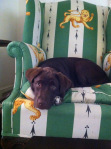 Rosie in my chair