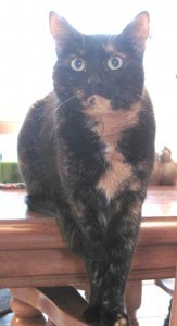 cat_on_table