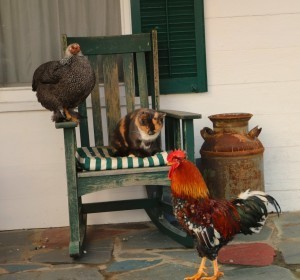 cat_with_chickens