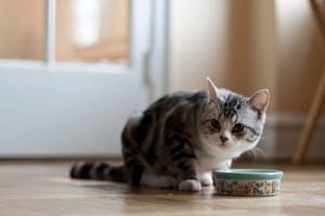 cat_eating