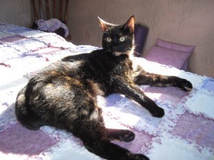 cat_on_massage_table