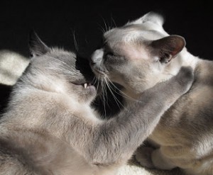 cat_kiss
