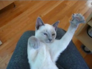 Jazz_hands_cat