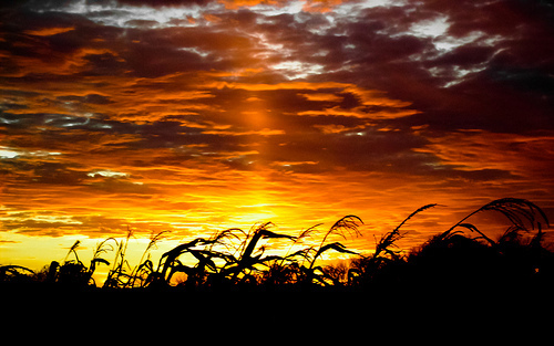 Sunset with Cornstalks