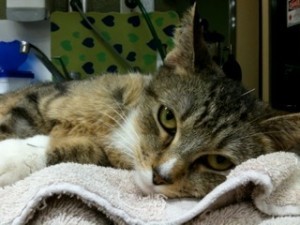 acupuncture_for_cats