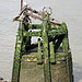 Mooring post, Deptford Wharf