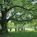 A great horse chestnut, Camberwell Old Cemetery