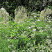 Three graves, Camberwell Old Cemetery