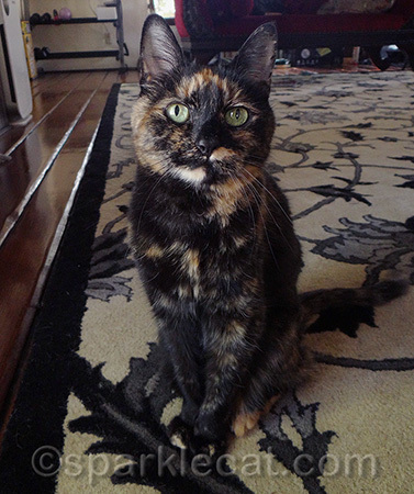 Not your typical senior cat