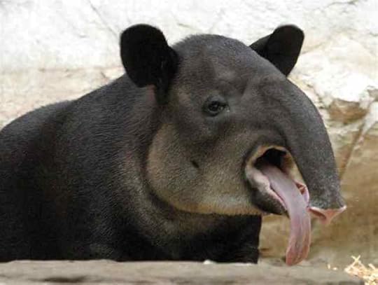tapir_tongue