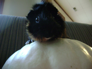 You want someone to fight off the monsters in the basement? Merricat���s your girl. 