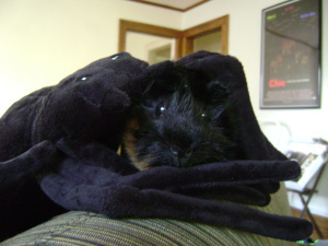 Here she is fighting a spider. It looks like it���s not going her way, but note her calm demeanor. 