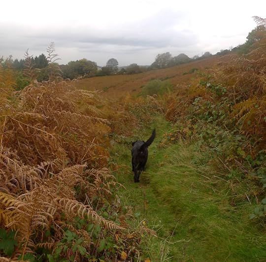 Nattadon Hill 1